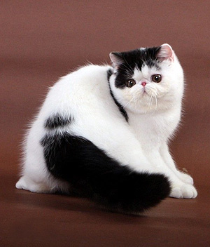 Exotic-Shorthair-2