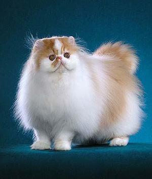 Persian-Cat-2