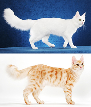 Turkish-Angora-2