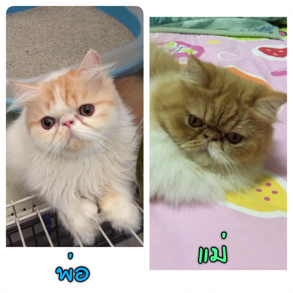 อันดับหนึ่ง 90+ ภาพพื้นหลัง อยาก ได้ แมว เปอร์เซีย ฟรี อัปเดต อันดับหนึ่ง 90+ ภาพพื้นหลัง อยาก ได้ แมว เปอร์เซีย ฟรี อัปเดต