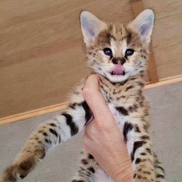 Serval และสะวันนา caracal และ ocelot kittens พร้อมใช้งาน แคทดีวา