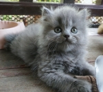Cute Cat1