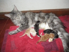 Funny Cat Album25