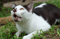 Funny Cat Album11