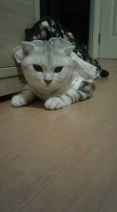 Funny Cat Album10