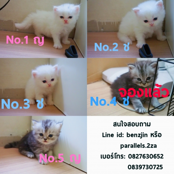 My Image 5