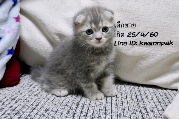 เปิดจอง ลูกแมว Scottish Fold เพศชาย หูพับ สายพันธุ์แท้ พร้อมใบเซอร์ | แคทดีวา แหล่งรวมความรู้ ...