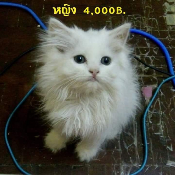 My Image 76