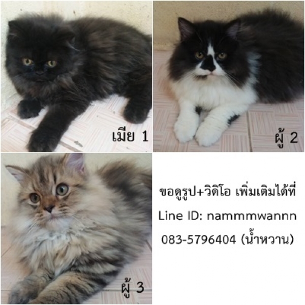 My Image 16