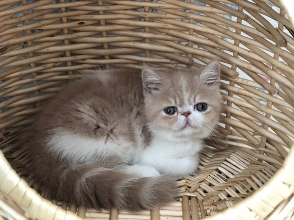 น้องแมวน่ารัก แข็งแรง ฉีดวัคซีน พร้อมย้ายบ้าน น้องแมว ...