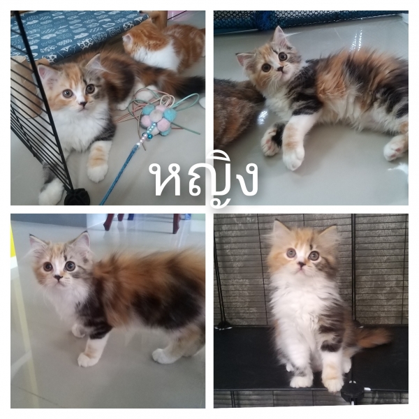 My Image 23