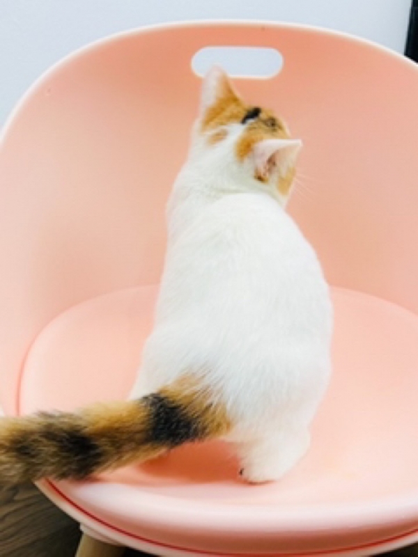 Scottish straight calico van แคทดีวา แหล่งรวมความรู้เรื่องแมว ประกาศ