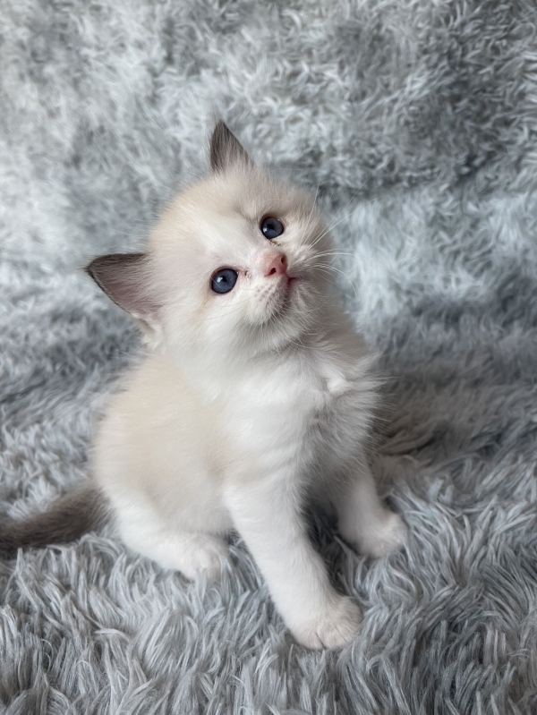 แมว Ragdoll แท้ เกรด CFA | แคทดีวา แหล่งรวมความรู้เรื่องแมว ประกาศซื้อ ...