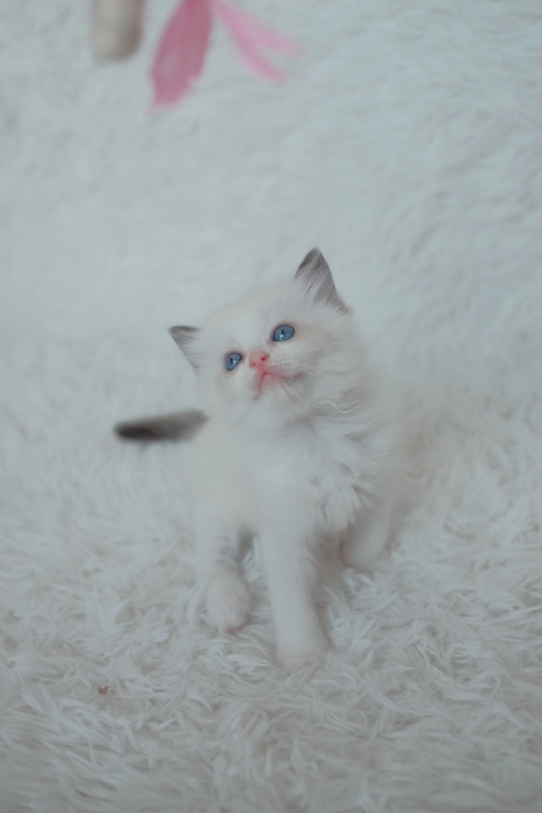 แมว Ragdoll แท้ เกรด CFA | แคทดีวา แหล่งรวมความรู้เรื่องแมว ประกาศซื้อ ...