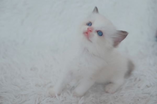 แมว Ragdoll แท้ เกรด CFA | แคทดีวา แหล่งรวมความรู้เรื่องแมว ประกาศซื้อ ...