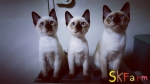Cute Cat5