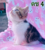 Cute Cat7