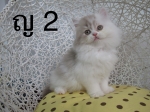 Cute Cat3