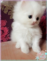 Cute Cat7