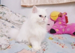 Cute Cat3