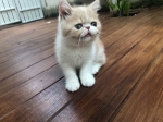 Cute Cat1