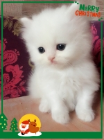 Cute Cat9