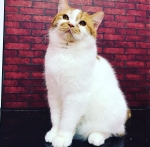 Cute Cat1