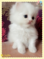 Cute Cat8