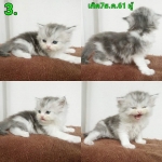 Cute Cat6