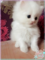 Cute Cat9