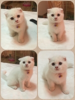 Cute Cat7