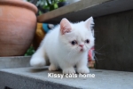 Cute Cat2