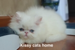 Cute Cat1