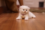 Cute Cat1