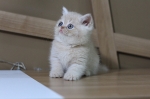 Cute Cat3