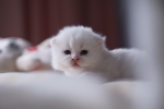 Cute Cat5