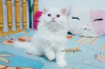 Cute Cat8