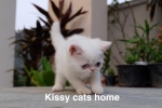 Cute Cat3