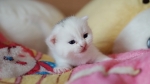 Cute Cat9