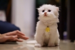 Cute Cat5