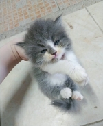 Cute Cat9