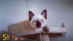 Cute Cat2