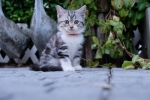 Cute Cat8
