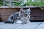 Cute Cat7