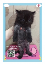 Cute Cat10