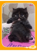 Cute Cat3