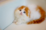 Cute Cat7