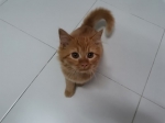 Cute Cat2