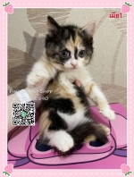 Cute Cat9