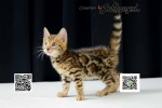 Cute Cat10